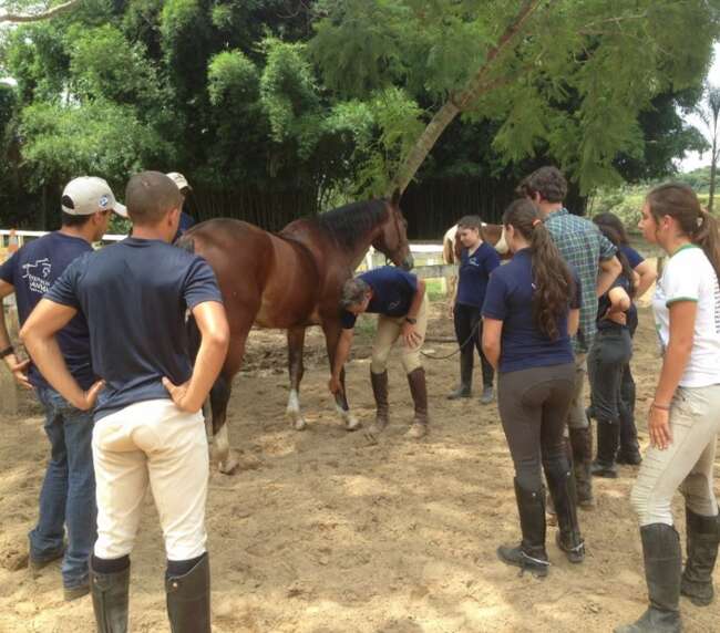 Curso primeiros socorros para equinos – 2016