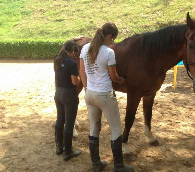 Curso primeiros socorros para equinos – 2016