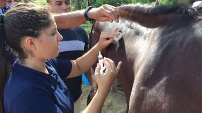 Curso primeiros socorros para equinos – 2016