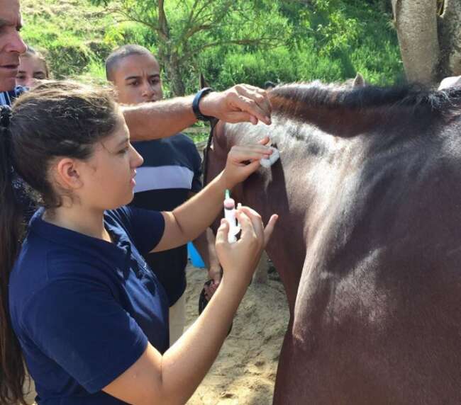 Curso primeiros socorros para equinos – 2016